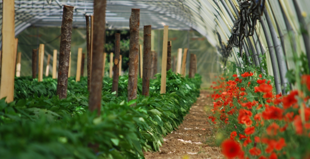 Coquelicots sous la serre de poivrons